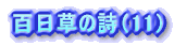 百日草の詩（11）