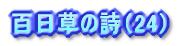 百日草の詩（11）