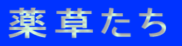薬草たち